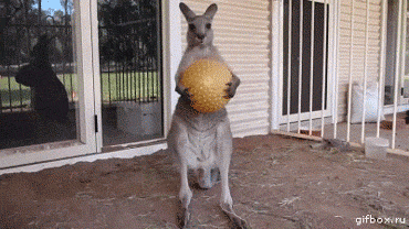 Play Time's Over Kangaroo