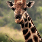 Giraffe Chewing