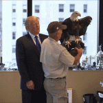 A Bald Eagle Attacks Donald Trump